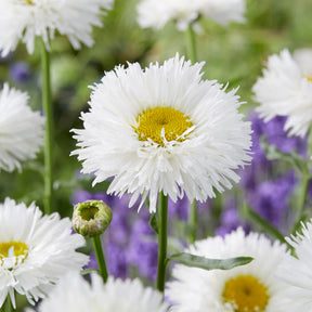 Großblumige Margerite Laspider - Leucanthemum superbum laspider - Willemse