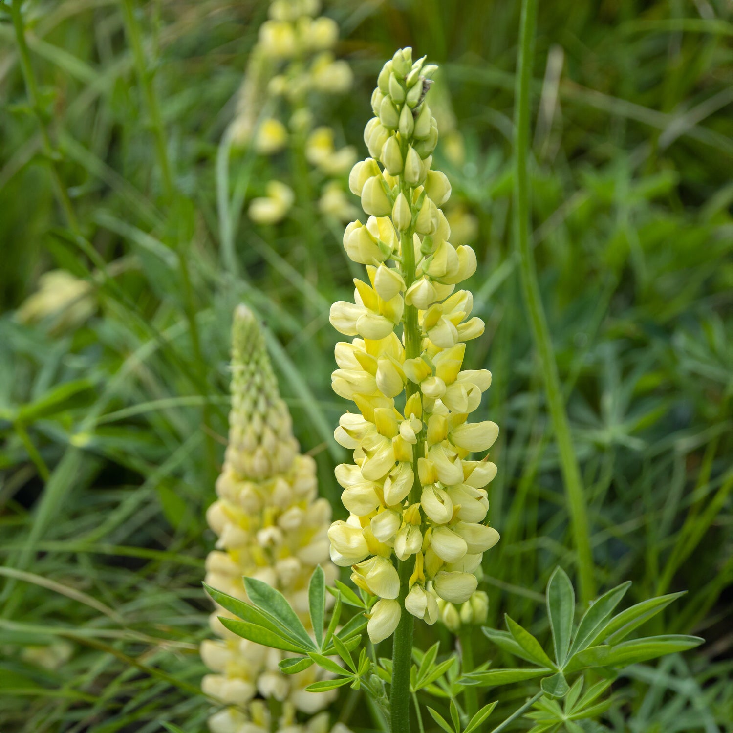 Lupine 'Chandelier' - Lupinus polyphyllus Chandelier - Willemse