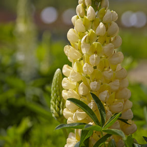 Lupinus Gallery Yellow - Lupine 'Gallery Yellow' - Lupine