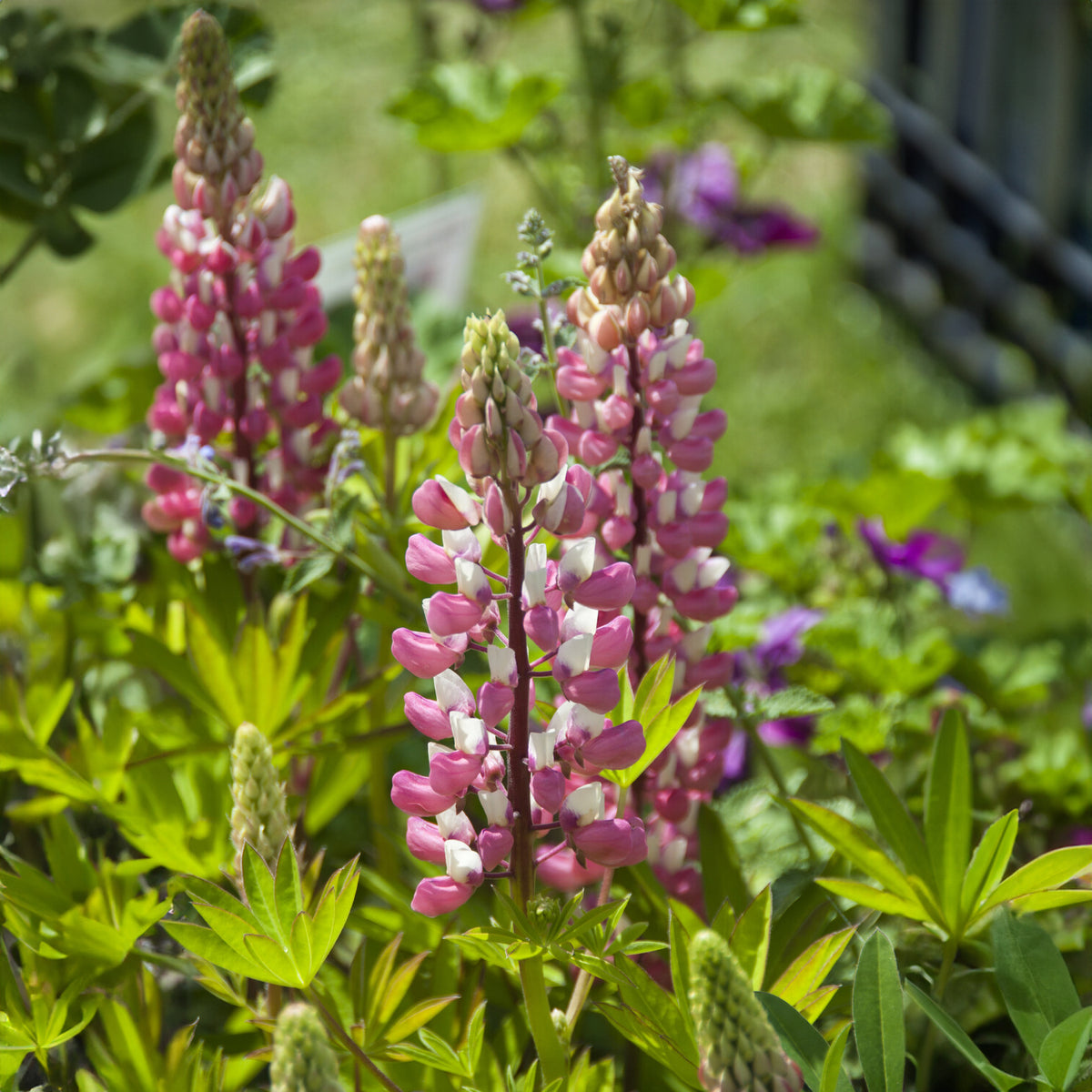 Lupine - Lupine ' The Chateleine' - Lupinus The Chatelaine
