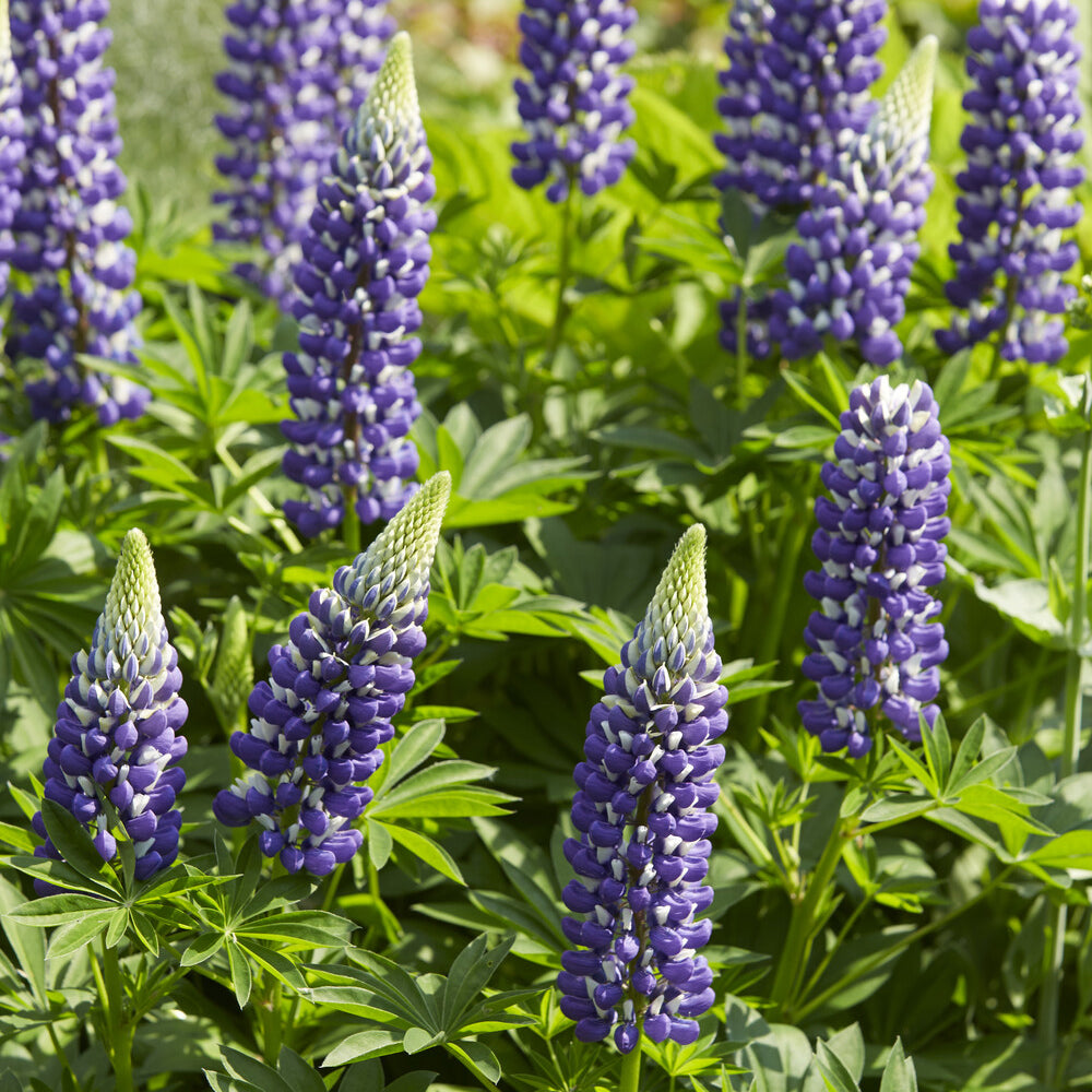 Lupinus The Governor - Lupine 'The Governor' - Lupine