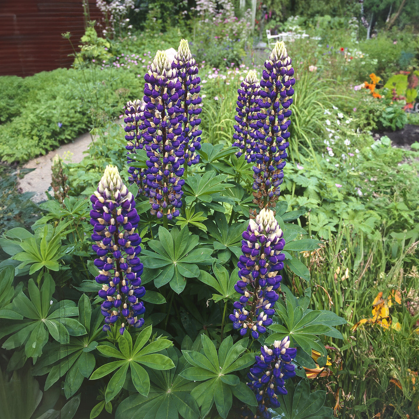 Lupine ‘The Governor’ - Lupinus The Governor - Willemse