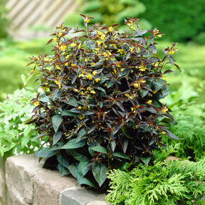 Bewimperter Felberich Firecracker - Willemse