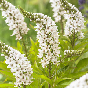 Lysimachia clethroides - China-Goldfelberich - Stauden