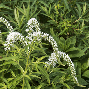China-Goldfelberich - Lysimachia clethroides - Willemse