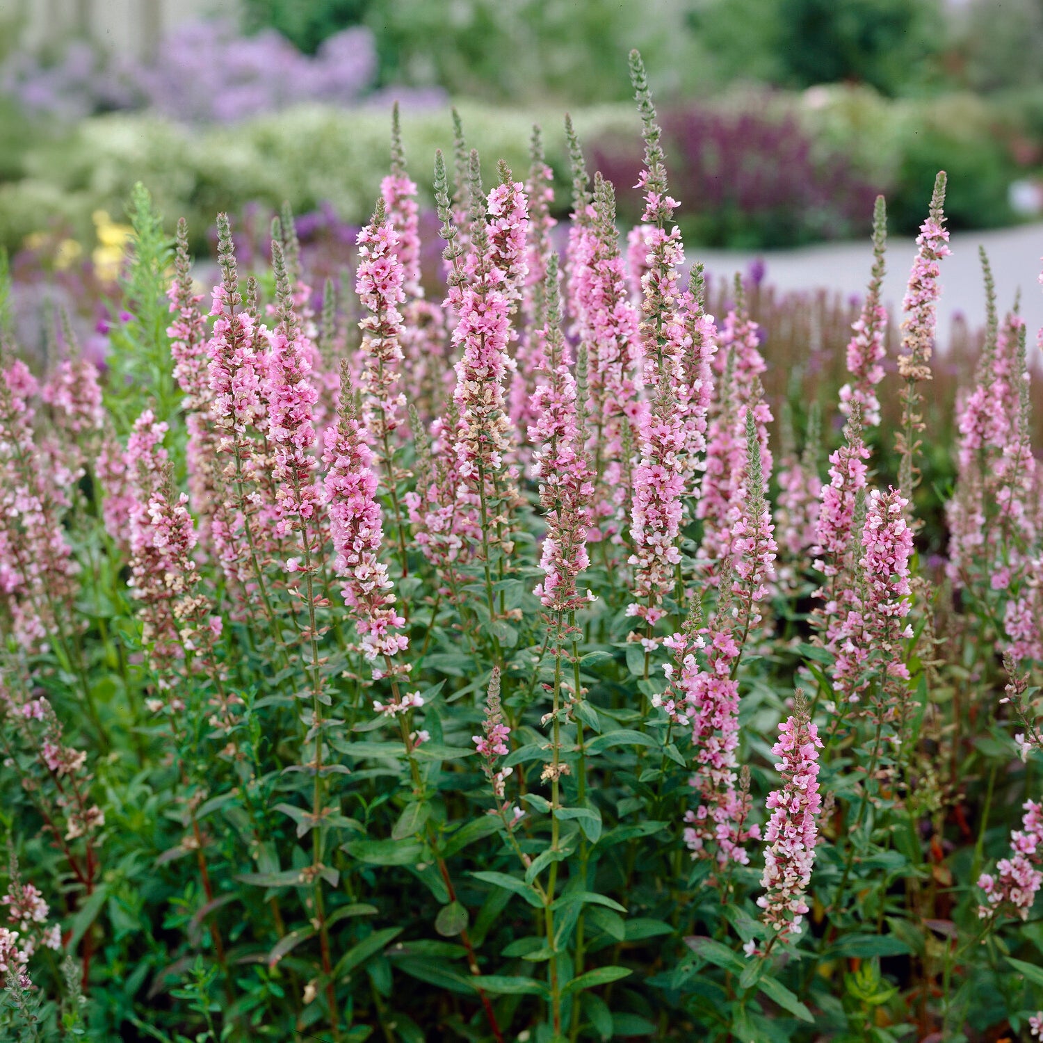 Blutweiderich - Blut-Weiderich Blush - Lythrum salicaria Blush