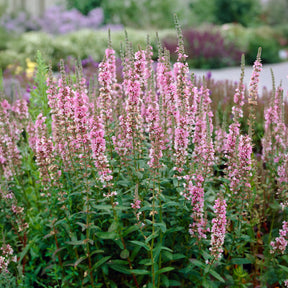 Blutweiderich - Blut-Weiderich Blush - Lythrum salicaria Blush