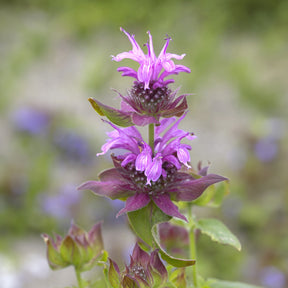 Indianernessel 'Aquarius' - Monarda aquarius - Willemse