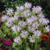 Indianernessel 'Fishes' - Monarda Fishes - Willemse