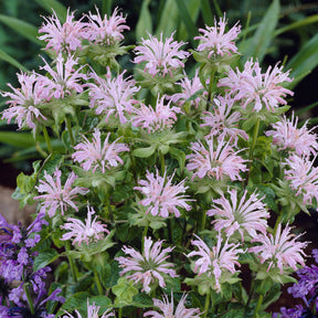 Indianernessel 'Fishes' - Willemse