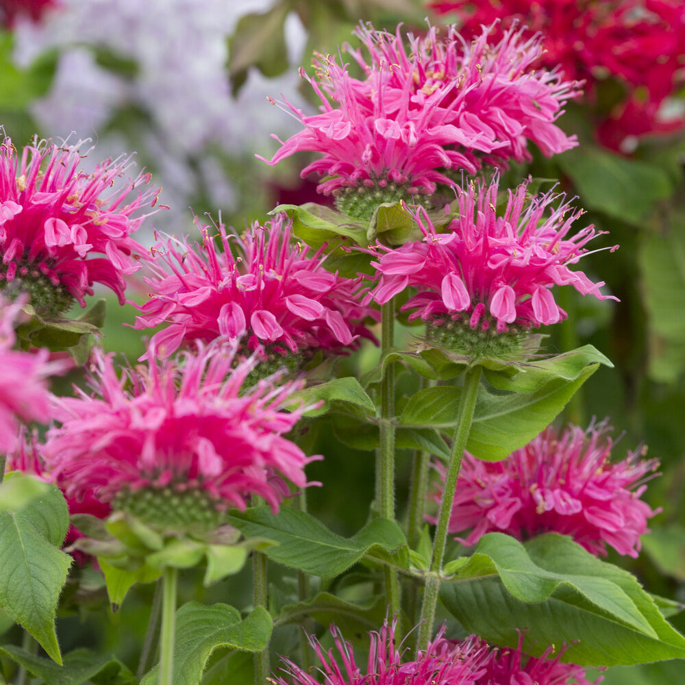 Monarde Pink Lace - Willemse