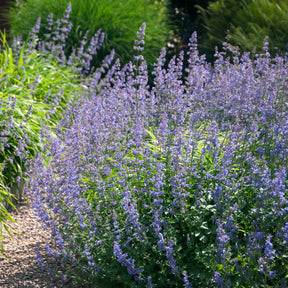 Katzenminze Six Hills Giant - Nepeta faassenii six hills giant - Willemse