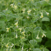 Katzenminze gelb - Nepeta govaniana - Willemse