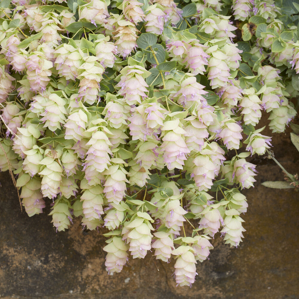 Hopfendost Kent Beauty - Origanum rotundifolium Kent Beauty - Willemse