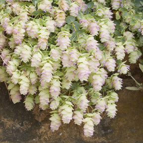 Hopfendost Kent Beauty - Origanum rotundifolium Kent Beauty - Willemse