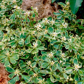 Schattengrün Variegata - Willemse