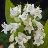 Galane Weiß Bedder - Penstemon White Bedder - Willemse