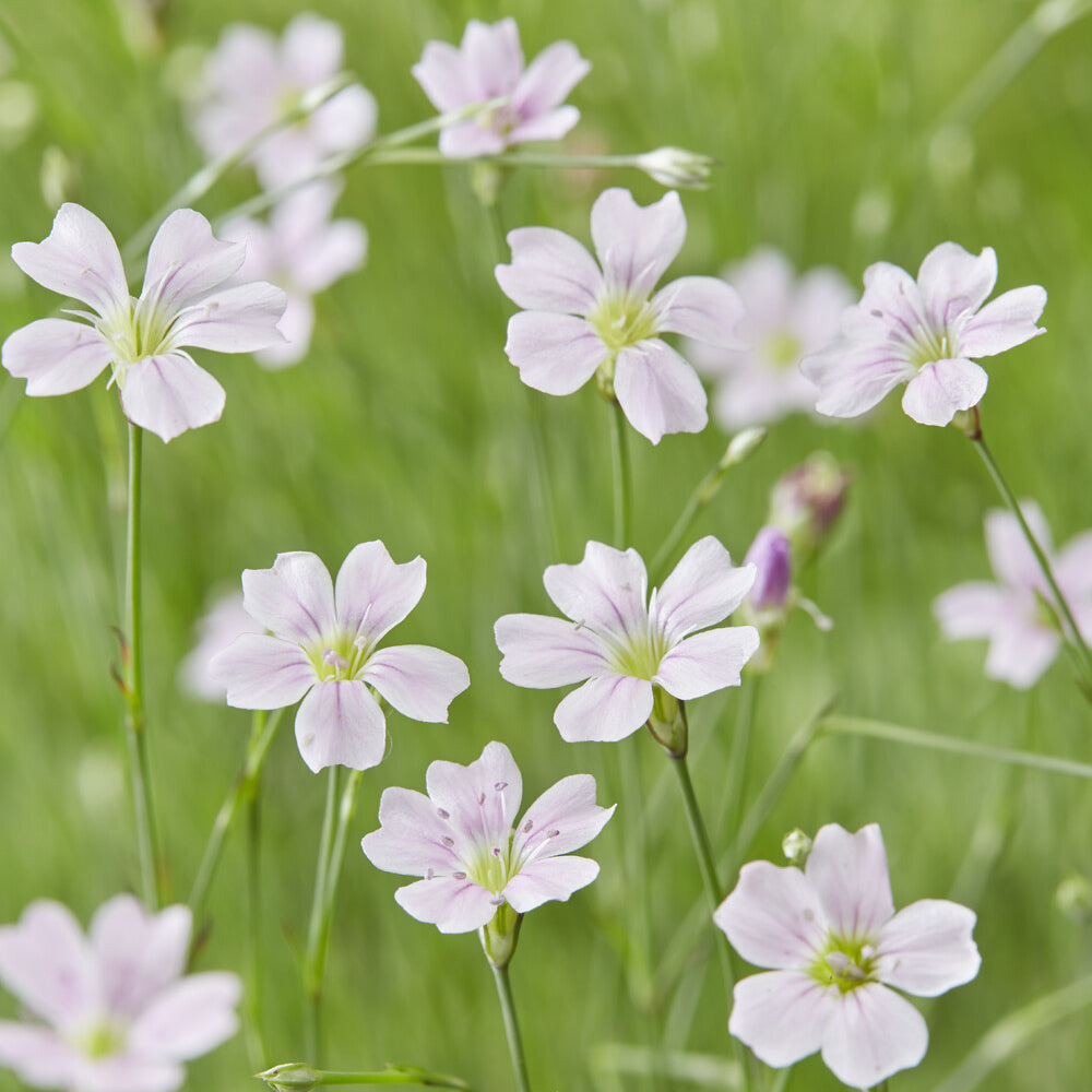 Felsennelken - Willemse