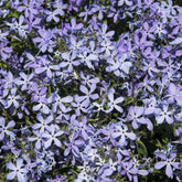 Phlox divaricata Clouds of Perfume - Wald-Phlox ‘Clouds of Perfume’ - Phlox