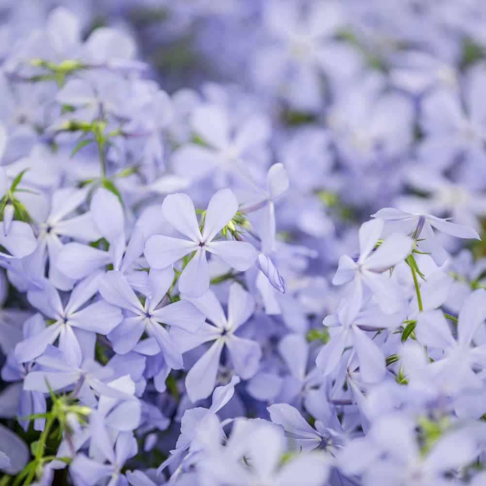 Wald-Phlox ‘Clouds of Perfume’ - Willemse