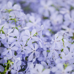 Wald-Phlox ‘Clouds of Perfume’ - Willemse