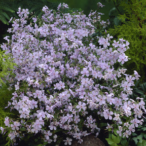 Wald-Phlox ‘Clouds of Perfume’ - Phlox divaricata Clouds of Perfume - Willemse