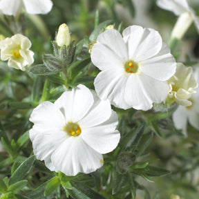 Teppich-Flammenblume 'White Admiral' - Phlox douglasii White Admiral - Willemse