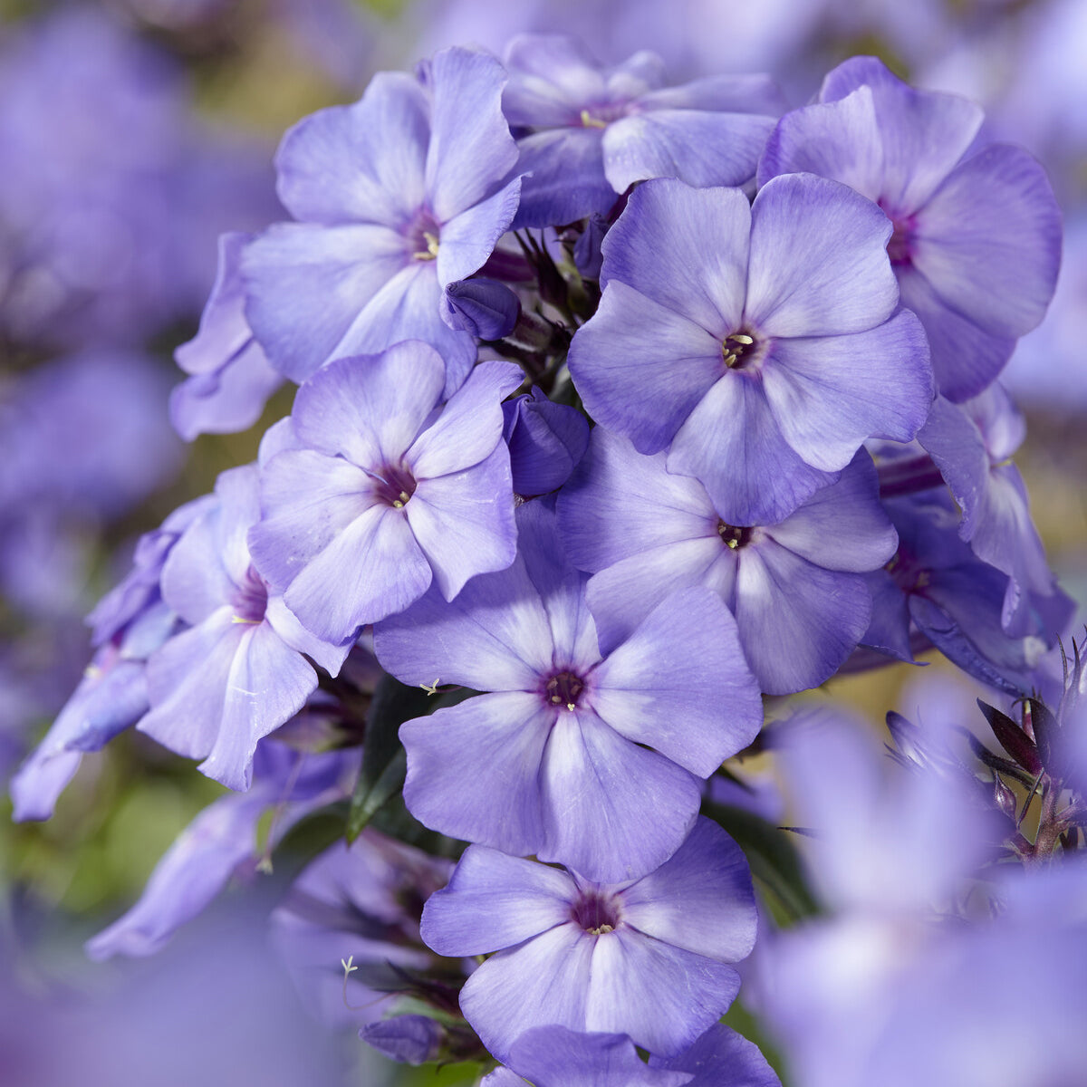 Phlox - Paniculierter Phlox Blue Paradise - Phlox paniculata Blue Paradise