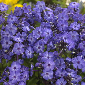 Paniculierter Phlox Blue Paradise - Willemse