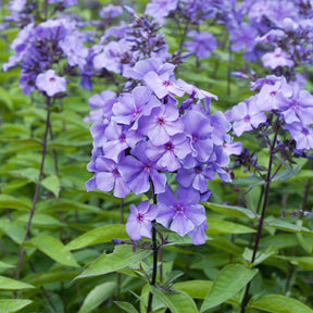 Paniculierter Phlox Blue Paradise - Phlox paniculata Blue Paradise - Willemse