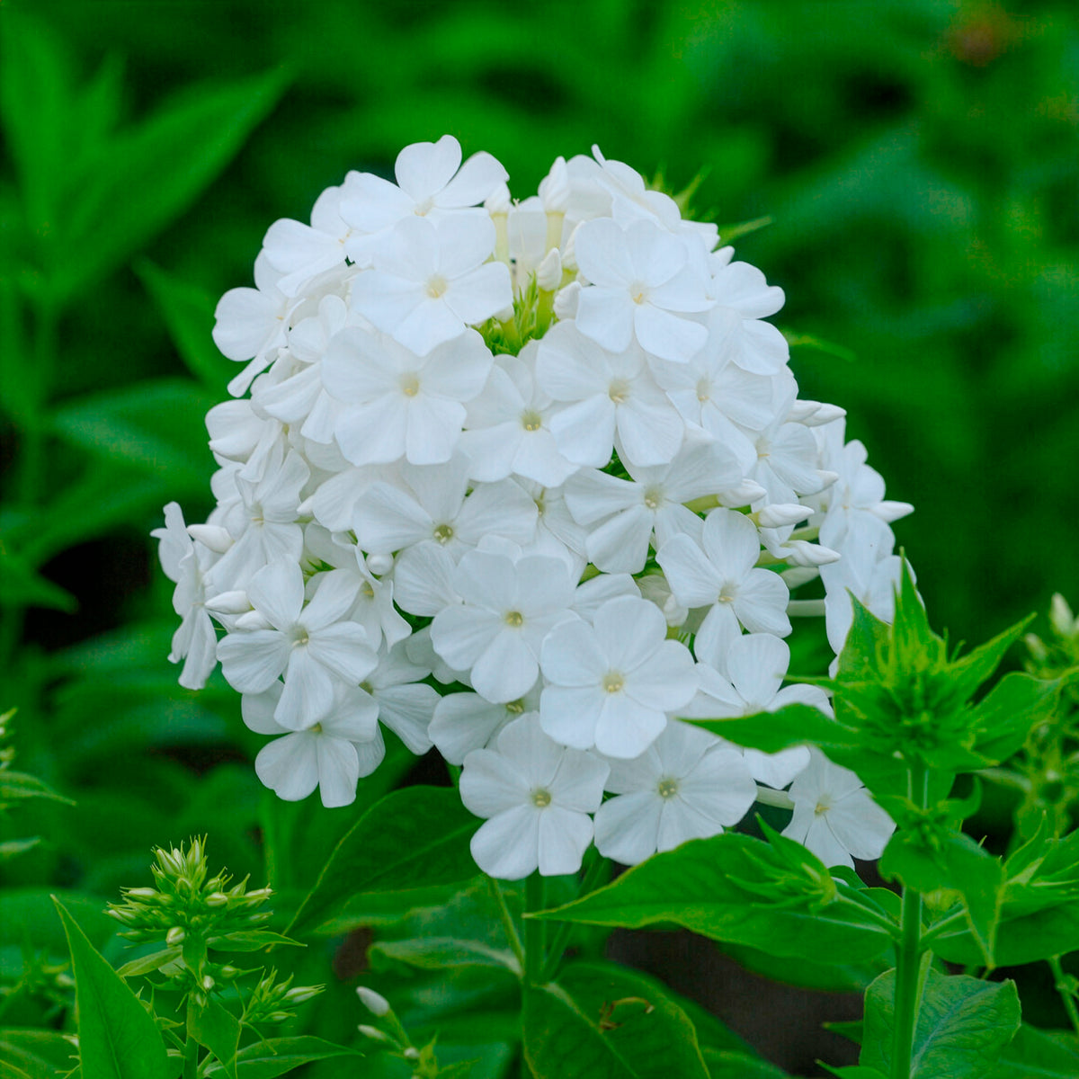 Hohe Flammenblume 'Fujiyama' - Willemse