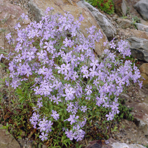 Ausläufer Flammenblume 'Blue Ridge' - Phlox stolonifera Blue Ridge - Willemse