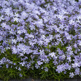 Teppich-Flammenblume 'Emerald Cushion Blue' - Willemse