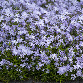Teppich-Flammenblume 'Emerald Cushion Blue' - Willemse