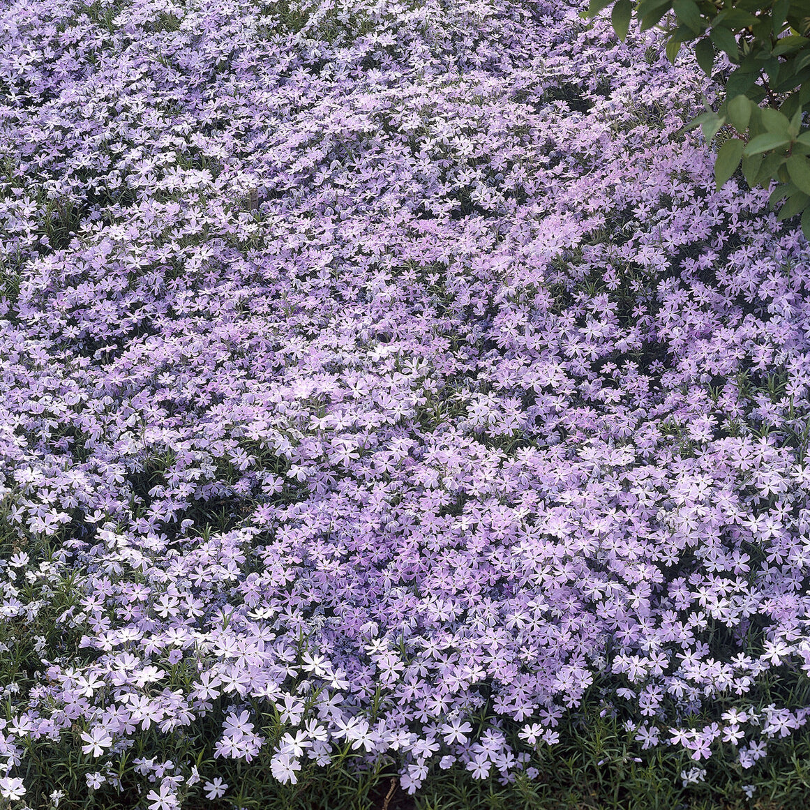 Teppich-Flammenblume 'Emerald Cushion Blue' - Phlox subulata Emerald Cushion Blue - Willemse
