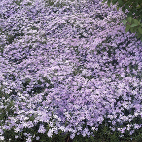 Teppich-Flammenblume 'Emerald Cushion Blue' - Phlox subulata Emerald Cushion Blue - Willemse