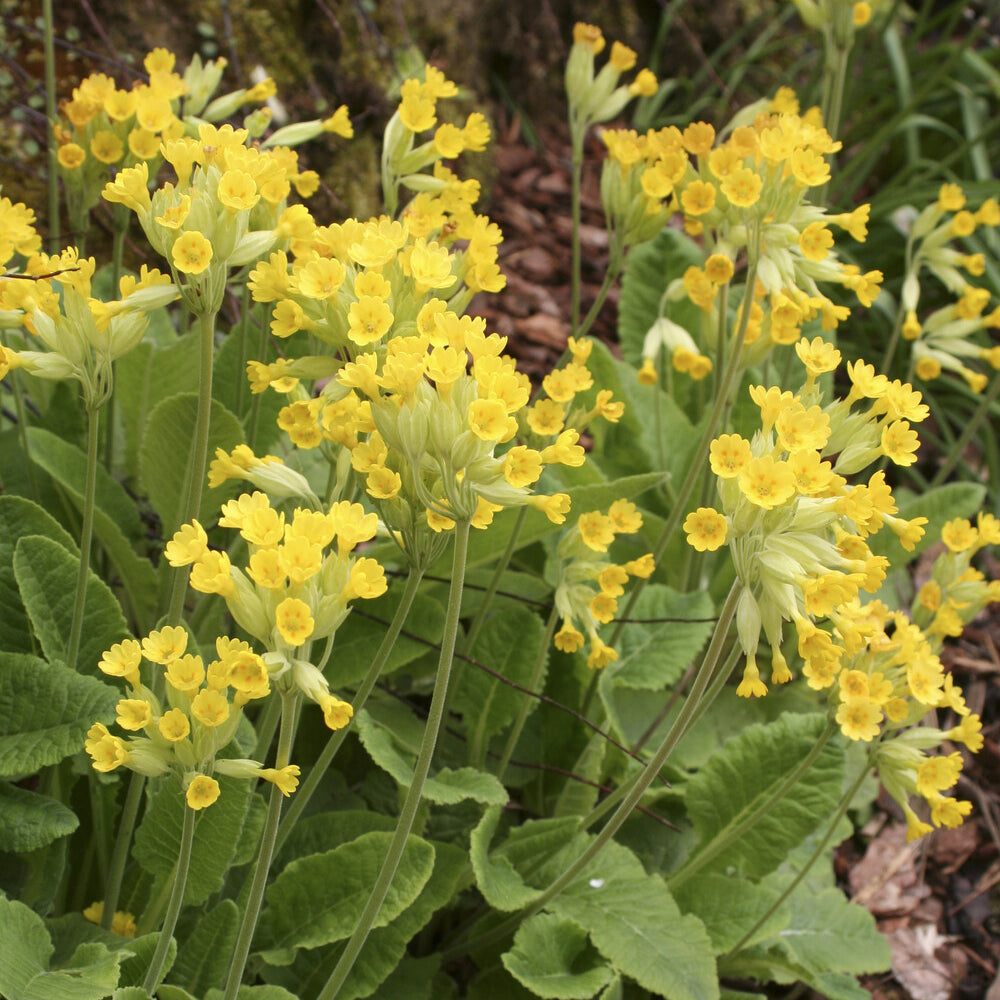 Apotheker-Schlüsselblume - Primula veris - Willemse