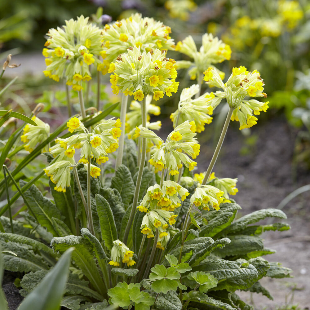 Stauden - Apotheker-Schlüsselblume - Primula veris