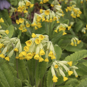 Primula veris - Apotheker-Schlüsselblume - Stauden