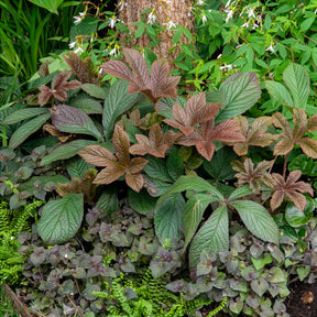 Rodgersia Bronze Peacock - Schaublatt Bronze Peacock - Rodgersia - Schaublatt