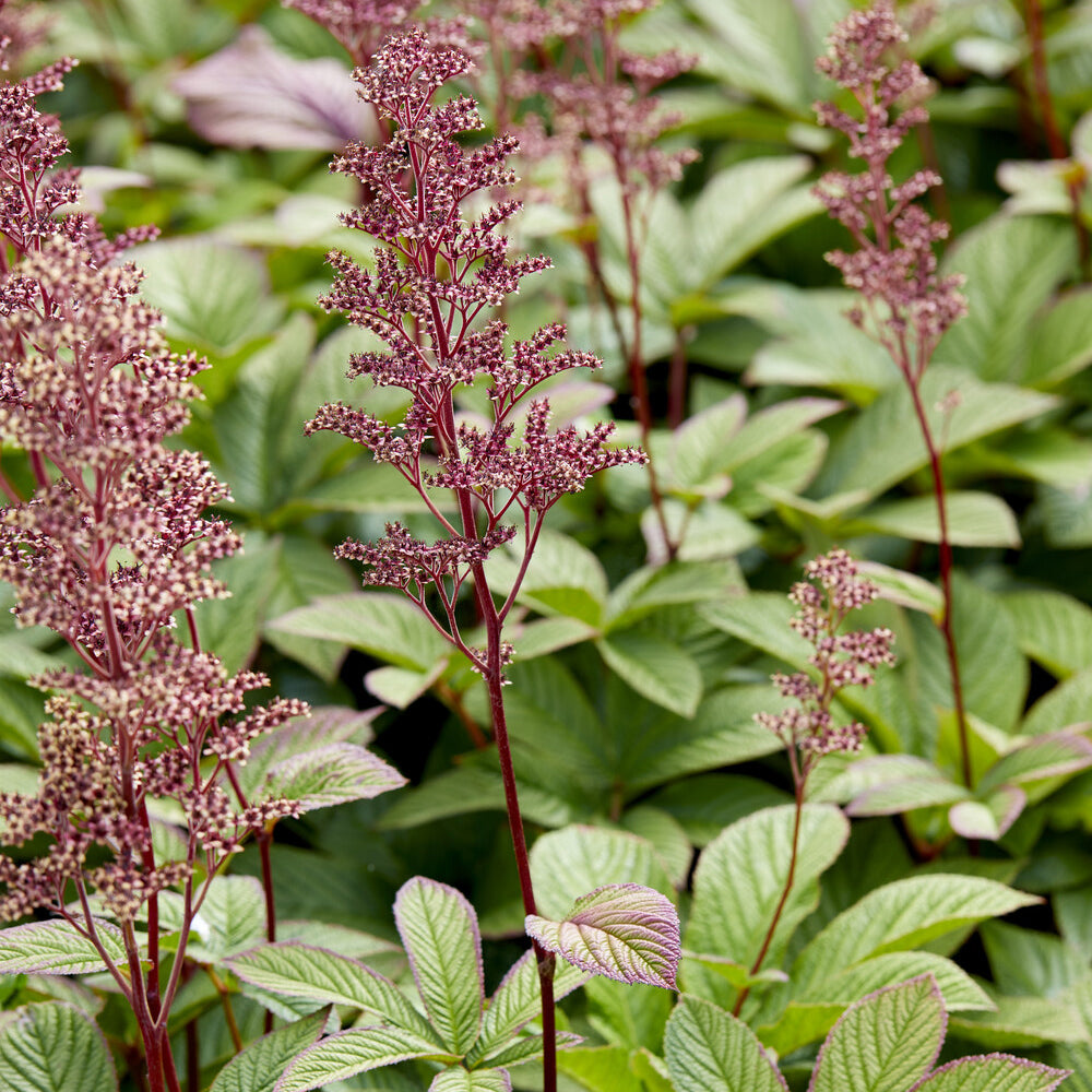 Rodgersia pinnata - Rodgersia pinnata - Willemse