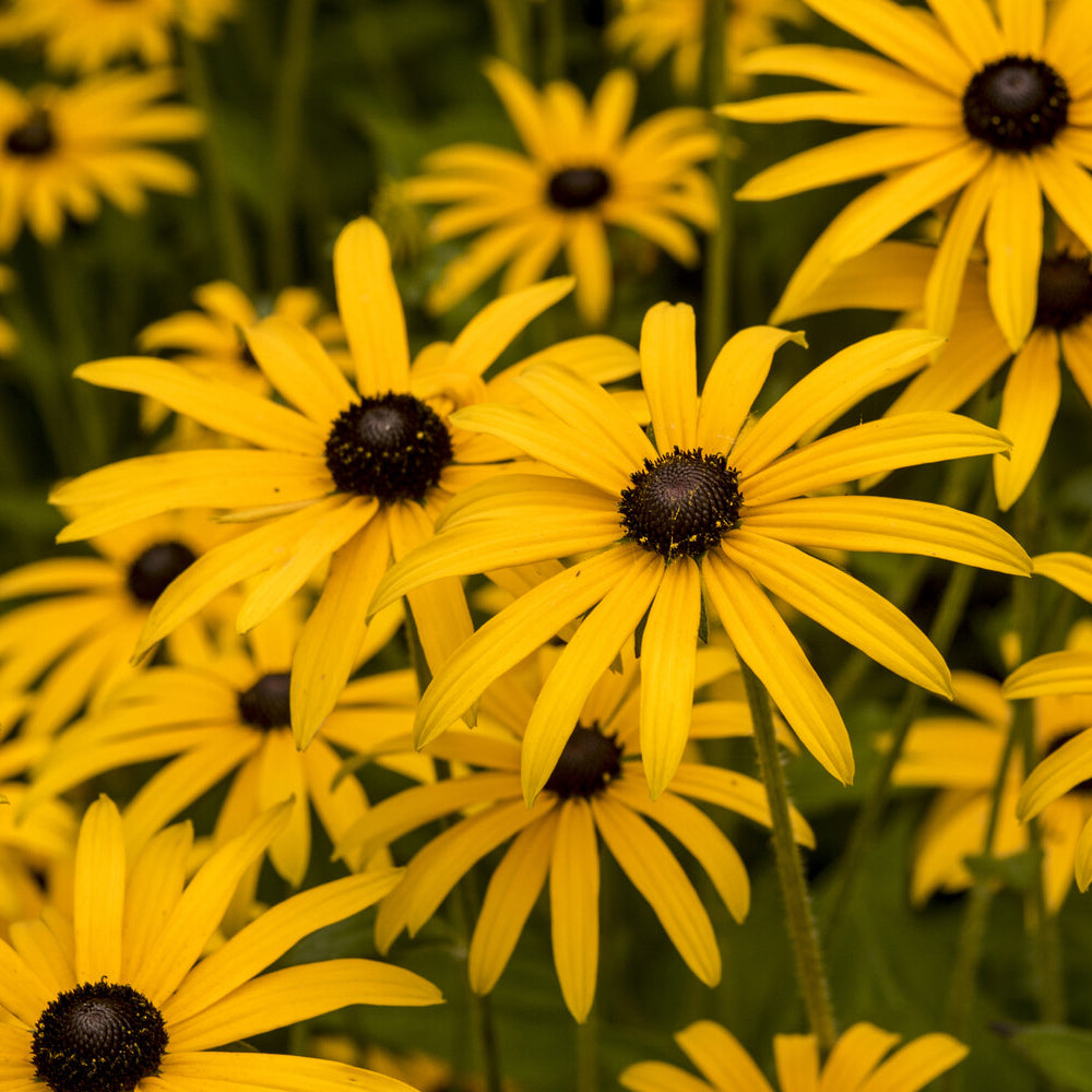 Rudbeckia fulgida deamii - Deam Sonnenhut - Rudbeckia