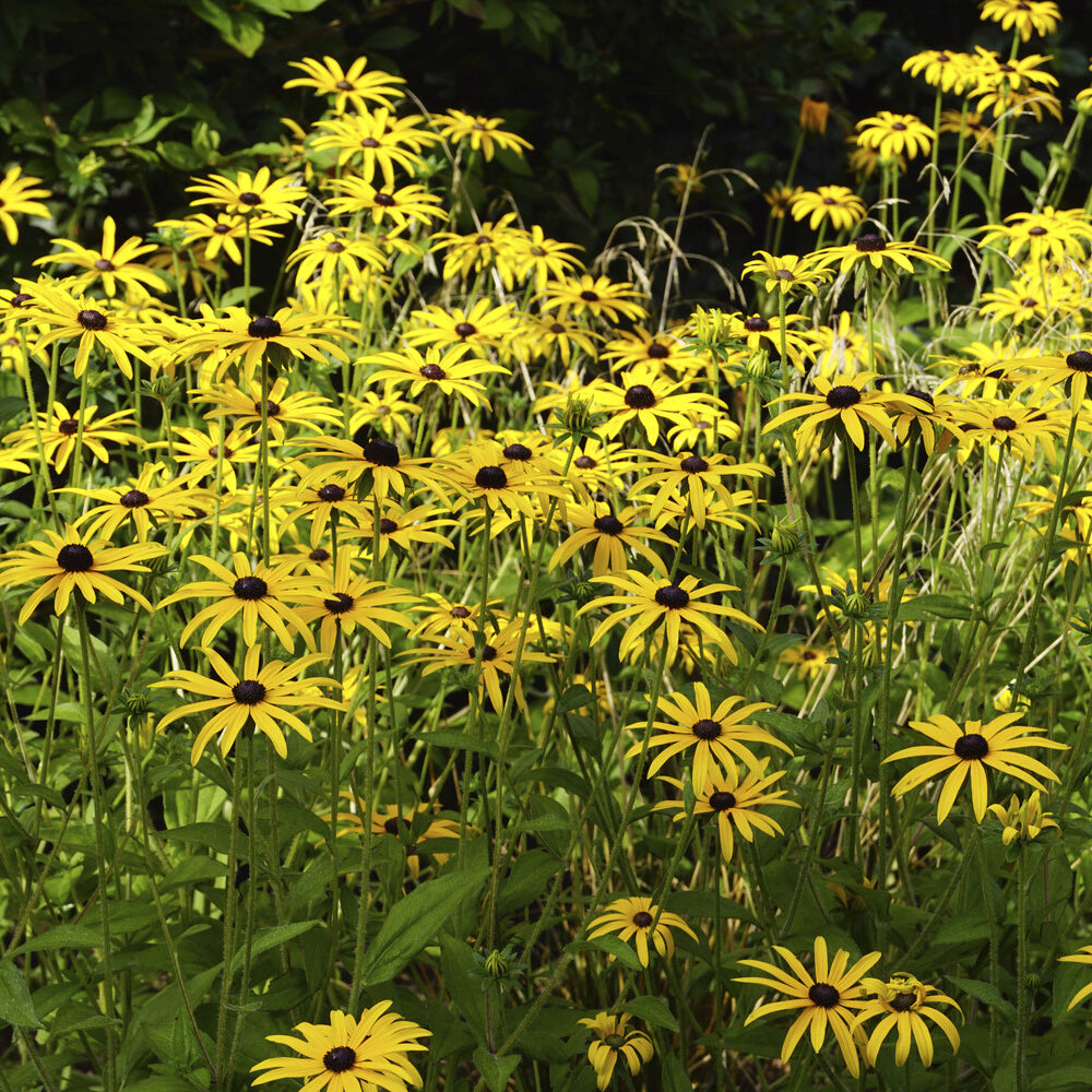 Rudbeckia - Deam Sonnenhut - Rudbeckia fulgida deamii