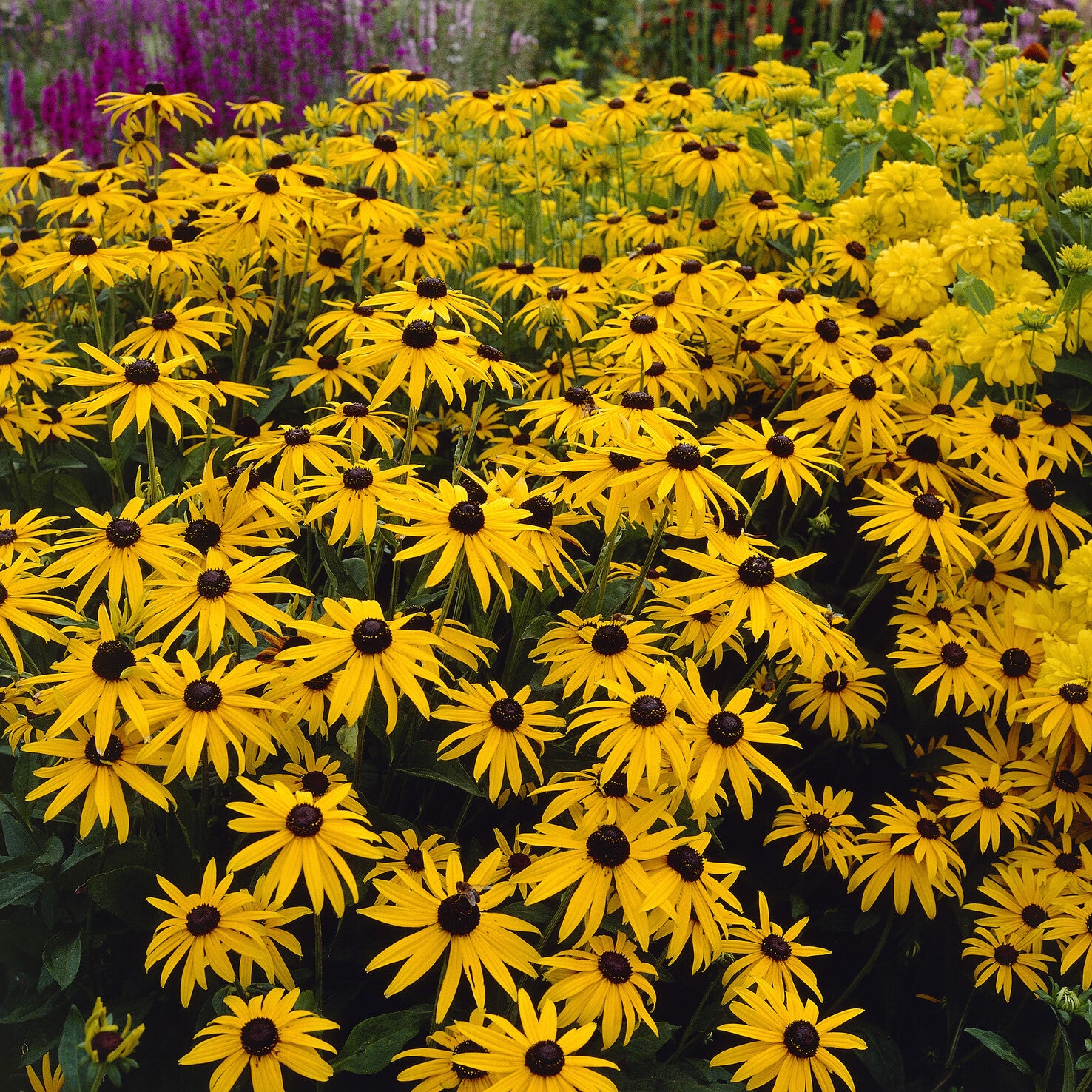 Deam Sonnenhut - Rudbeckia fulgida deamii - Willemse