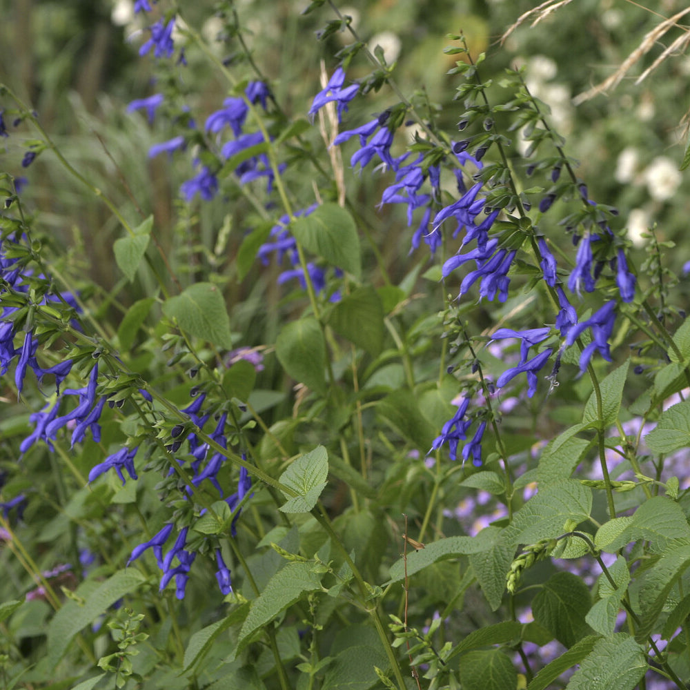 Salbei Blue Enigma - Willemse