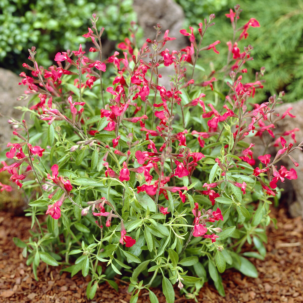 Salbei Lipstick - Willemse