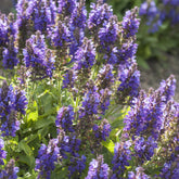 Salbei - Wald-Salbei Marcus - Salvia nemorosa Marcus Haeumanarc