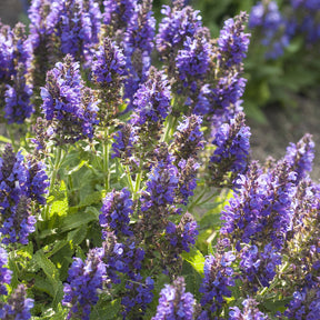Salbei - Wald-Salbei Marcus - Salvia nemorosa Marcus Haeumanarc
