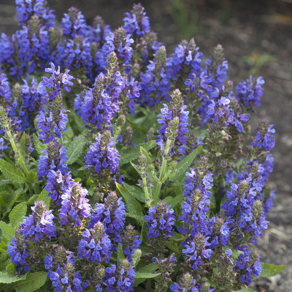 Wald-Salbei Marcus - Willemse