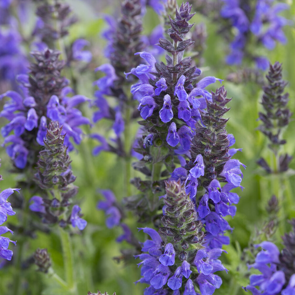 Wald-Salbei Marcus - Salvia nemorosa Marcus Haeumanarc - Willemse